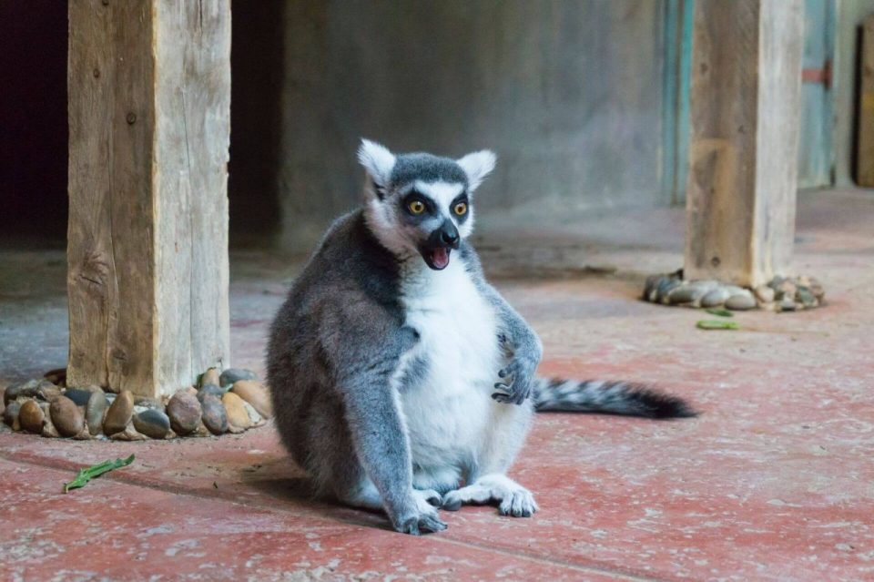 surprised lemur