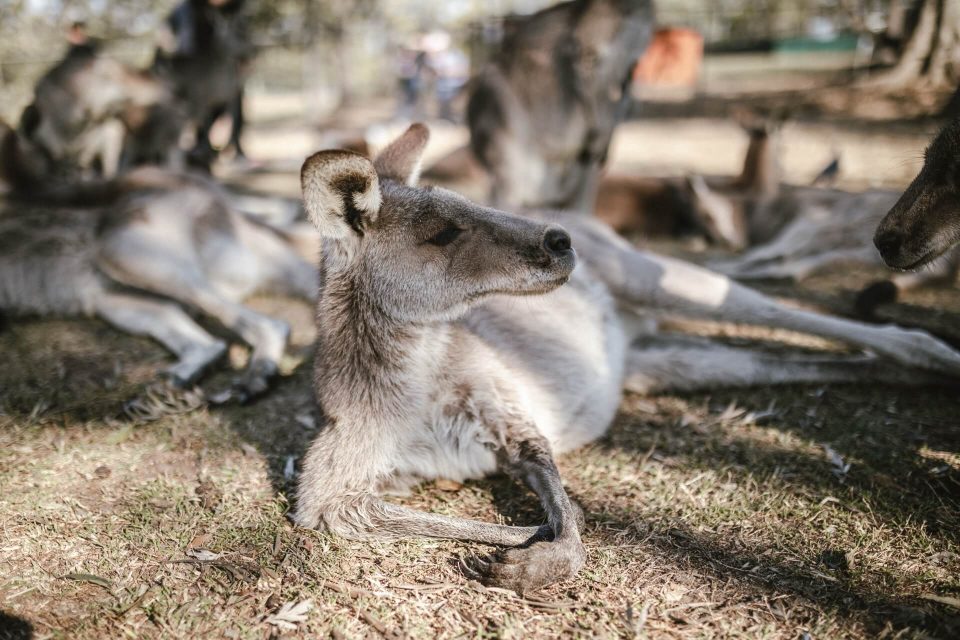 87 Australische Slangwoorden om te Praten als een Echte Aussie