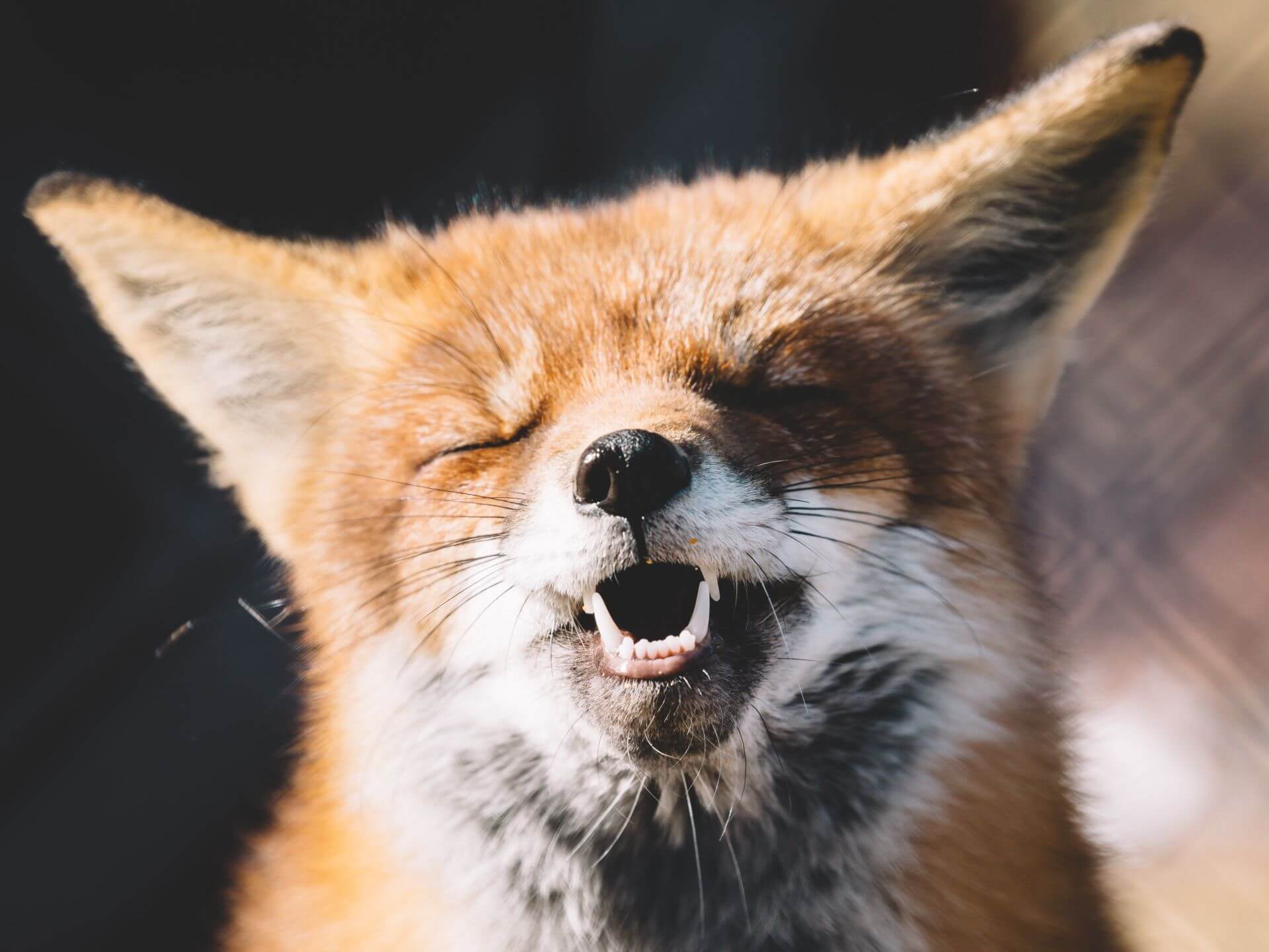 50 Famous Latin Phrases To Impress Your Friends | Mondly Blog